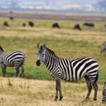 2018-07 Ngorongoro 44