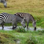 2018-07 Ngorongoro 45