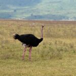 2018-07 Ngorongoro 46