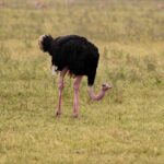2018-07 Ngorongoro 47