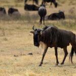 2018-07 Ngorongoro 48