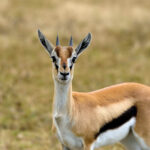 2018-07 Ngorongoro 49