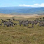 2018-07 Ngorongoro 5