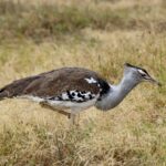 2018-07 Ngorongoro 50