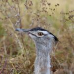 2018-07 Ngorongoro 51