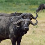 2018-07 Ngorongoro 52