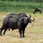 2018-07 Ngorongoro 53