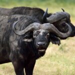 2018-07 Ngorongoro 54