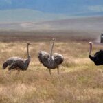 2018-07 Ngorongoro 55