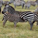 2018-07 Ngorongoro 56