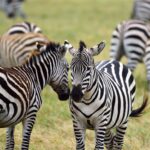 2018-07 Ngorongoro 57