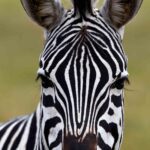 2018-07 Ngorongoro 58