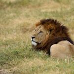 2018-07 Ngorongoro 60