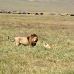 2018-07 Ngorongoro 62