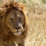 2018-07 Ngorongoro 63