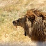 2018-07 Ngorongoro 64