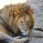 2018-07 Ngorongoro 65