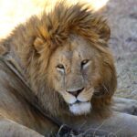 2018-07 Ngorongoro 66