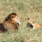 2018-07 Ngorongoro 67