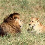 2018-07 Ngorongoro 68