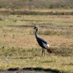 2018-07 Ngorongoro 69