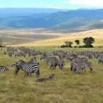 2018-07 Ngorongoro 7