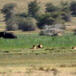 2018-07 Ngorongoro 70