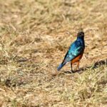 2018-07 Ngorongoro 71