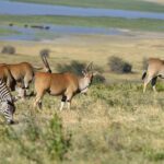 2018-07 Ngorongoro 72