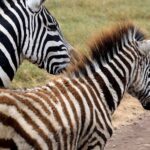 2018-07 Ngorongoro 8