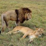 2018-07 Ngorongoro 9