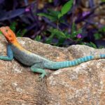 2018-07 Taita Hills Salt Lick 10