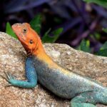 2018-07 Taita Hills Salt Lick 11