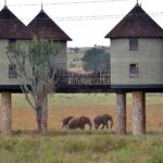 2018-07 Taita Hills Salt Lick 13