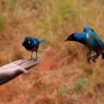 2018-07 Taita Hills Salt Lick 14