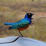 2018-07 Taita Hills Salt Lick 15