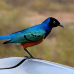 2018-07 Taita Hills Salt Lick 16