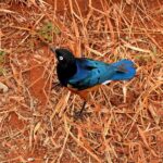 2018-07 Taita Hills Salt Lick 17