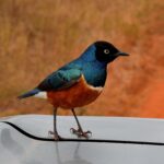 2018-07 Taita Hills Salt Lick 18