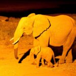 2018-07 Taita Hills Salt Lick 20