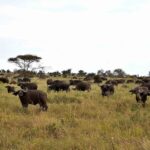 2018-07 Taita Hills Salt Lick 21