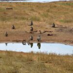 2018-07 Taita Hills Salt Lick 22