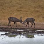 2018-07 Taita Hills Salt Lick 27