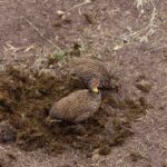 2018-07 Taita Hills Salt Lick 28