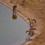 2018-07 Taita Hills Salt Lick 29