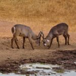 2018-07 Taita Hills Salt Lick 30