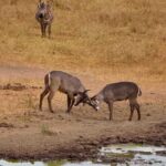 2018-07 Taita Hills Salt Lick 31