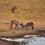 2018-07 Taita Hills Salt Lick 32