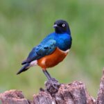 2018-07 Taita Hills Salt Lick 33