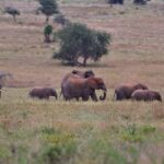 2018-07 Taita Hills Salt Lick 34